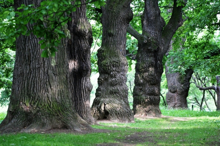Старинные дубы в московском парке «Коломенское» возрастом 400 – 600 лет. Фото: futureruss.ru