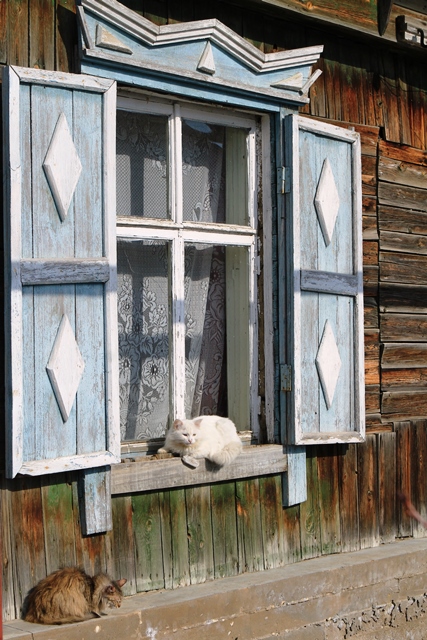 Кинельские кошки