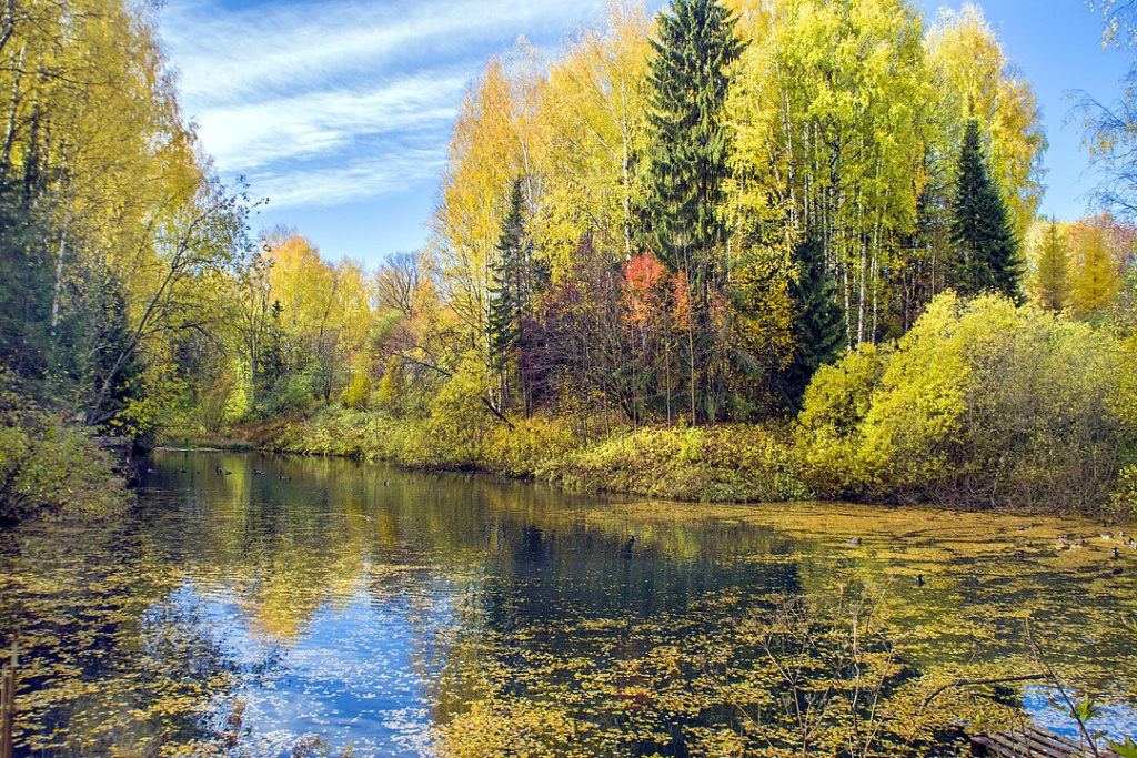 Дендропарк в Кирове. wikipedia.org###https://ru.wikipedia.org/wiki/%D0%9A%D0%B8%D1%80%D0%BE%D0%B2