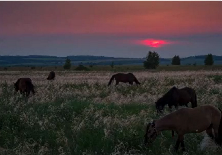 «Русское поле», презентация проекта. Стоп-кадр