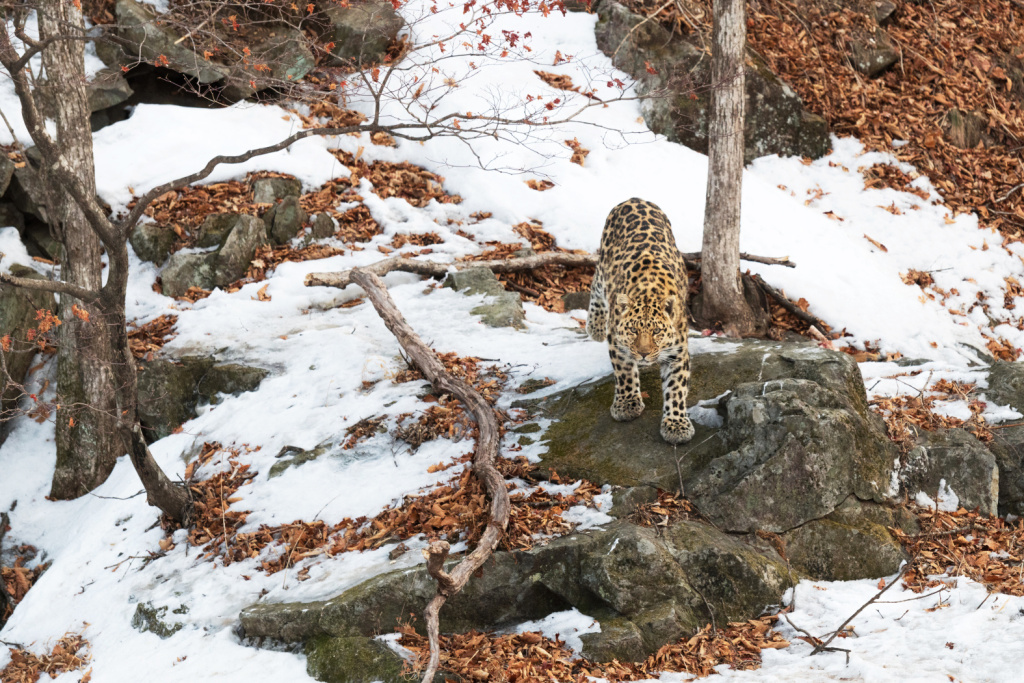 Светлана Горбатых. «Призрак приморской тайги». Фото: официальный сайт конкурса «Самая красивая страна»###https://photo.rgo.ru/winners/